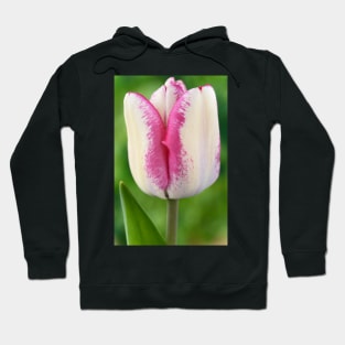 Tulipa  &#39;Hotpants&#39;   Triumph Group  Tulip Hoodie